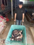 해안선낚시 바다낚시조황 > 장고항해안선우럭조황사진 : 낚시사랑  해안선낚시 바다낚시조황 > 장고항해안선우럭조황사진 : 낚시사랑
