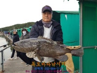 독도바다낚시터 바다낚시조황 > 10월 22일 여름 노지 조황 : 낚시사랑