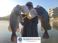 정성바다낚시터 바다낚시조황 > 10월 28일(토) 조황 : 낚시사랑