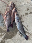 선재낚시공원 바다낚시조황 > 선재바다낚시공원 : 11월02일 조황정보입니다. : 낚시사랑