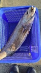 선재낚시공원 바다낚시조황 > 선재바다낚시공원 : 11월10일 조황정보입니다. : 낚시사랑