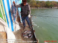 대부도바다낚시터 바다낚시조황 > 2023년 11월 15일 수요일 우럭 참돔 돌돔 농어등 조황 및 우럭 대량입하 : 낚시사랑