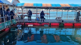 아쿠아좌대 바다낚시조황 > 당진 11월20일 조황 : 낚시사랑