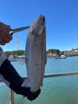 선재낚시공원 바다낚시조황 > 선재바다낚시공원 : 11월25일 조황정보입니다. : 낚시사랑