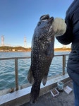 선재낚시공원 바다낚시조황 > 선재바다낚시공원 : 11월30일 조황정보입니다. : 낚시사랑