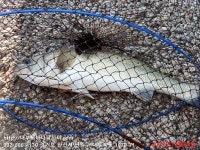 대부도바다낚시터 바다낚시조황 > 2023년 12월 2일 토요일 우럭 농어 조황 : 낚시사랑