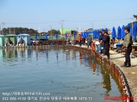 대부도바다낚시터 바다낚시조황 > 2024년 3월 10일 일요일 우럭 조황 : 낚시사랑
