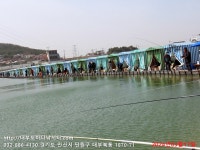 대부도바다낚시터 바다낚시조황 > 2024년 3월 17일 일요일 우럭 농어 조황 : 낚시사랑