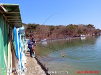 대부도바다낚시터 바다낚시조황 > 2024년 3월 18일 월요일 우럭 농어 조황 : 낚시사랑