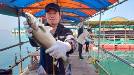 아쿠아좌대 바다낚시조황 > 당진4월7일조황 : 낚시사랑