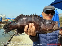 대부도바다낚시터 바다낚시조황 > 2024년 4월 12일 금요일 능성어 우럭 참돔 농어등 조황 및 우럭 대량입하 : 낚시사랑