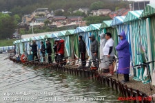 대부도바다낚시터 바다낚시조황 > 2024년 5월 11일 토요일 능성어 돌돔 대돔 참돔 돗돔 점성어등 조황 : 낚시사랑