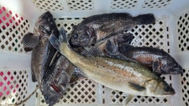 아쿠아좌대 바다낚시조황 > 당진 5월12일 조황 : 낚시사랑