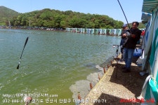 대부도바다낚시터 바다낚시조황 > 2024년 5월 12일 일요일 자바리 능성어 돌돔 참돔 돗돔등 조황 : 낚시사랑