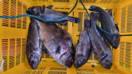 아쿠아좌대 바다낚시조황 > 당진 5월19일 조황 : 낚시사랑