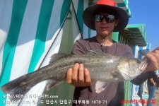 대부도바다낚시터 바다낚시조황 > 2024년 5월 31일 금요일 자바리 능성어 돌돔 참돔 돗돔등 조황 : 낚시사랑
