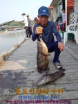 독도바다낚시터 바다낚시조황 > 6월10일노지조황 : 낚시사랑