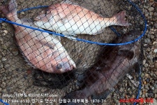 대부도바다낚시터 바다낚시조황 > 2024년 6월 15일 토요일 자바리 능성어 돌돔 참돔 돗돔 홍돔등 조황 : 낚시사랑