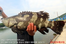 대부도바다낚시터 바다낚시조황 > 2024년 6월 20일 목요일 자바리 돌돔 홍돔 참돔 돗돔 점성어등 조황 : 낚시사랑