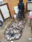 미리내좌대 바다낚시조황 > 당진도비도 6월21일조황입니다 : 낚시사랑  미리내좌대 바다낚시조황 > 당진도비도 6월21일조황입니다 : 낚시사랑
