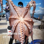 남항 태원낚시 바다낚시조황 > ** 제주 도두항 백호피싱 ** 6월16일 한치 조황입니다~ : 낚시사랑  남항 태원낚시 바다낚시조황 > ** 제주 도두항... 