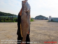 대부도바다낚시터 바다낚시조황 > 2024년 6월 28일 금요일 자바리 능성어 홍돔 돌돔 참돔 돗돔등 조황 : 낚시사랑