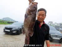 대부도바다낚시터 바다낚시조황 > 2024년 7월 8일 월요일 자바리 돌돔 홍돔 참돔 돗돔 점성어등 조황 : 낚시사랑