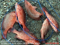 대부도바다낚시터 바다낚시조황 > 2024년 9월 4일 수요일 자바리 홍돔 돌돔 점성어등 조황 : 낚시사랑