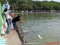 대부도바다낚시터 바다낚시조황 > 2024년 9월 7일 토요일 자바리 홍돔 참돔 점성어등 조황 : 낚시사랑
