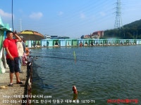 대부도바다낚시터 바다낚시조황 > 2024년 9월 7일 토요일 자바리 홍돔 참돔 점성어등 조황 : 낚시사랑