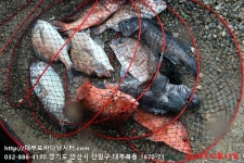 대부도바다낚시터 바다낚시조황 > 2024년 10월 15일 화요일 자바리 우럭 홍돔 참돔등 조황 및 감성돔 대량입하 16일부터 방류 : 낚시사..