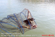 대부도바다낚시터 바다낚시조황 > 2024년 10월 26일 토요일 우럭 감성돔 참돔 홍돔 자바리등 조황 : 낚시사랑