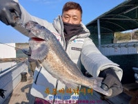정성바다낚시터 바다낚시조황 > 5월 25일(목) 조황 : 낚시사랑