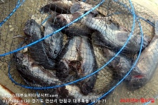 대부도바다낚시터 바다낚시조황 > 미니호지 2025년 1월 7일 우럭 강도다리 조황 : 낚시사랑