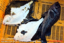 대부도바다낚시터 바다낚시조황 > 미니호지 2025년 1월 25일 토요일 우럭 강도다리 조황 : 낚시사랑