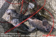 대부도바다낚시터 바다낚시조황 > 미니호지 2025년 1월 25일 토요일 우럭 강도다리 조황 : 낚시사랑