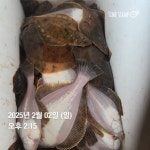 대양어구낚시 | 돌핀3호 바다낚시조황 > 22인승 / 어구가자미 낚시 조황입니다 : 낚시사랑