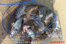 대부도바다낚시터 바다낚시조황 > 대부도바더낚시터 2025년 3월 15일 토요일 우럭 농어 조황 : 낚시사랑