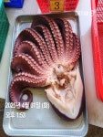 공현진낚시마트 바다낚시조황 > 22인승 미르호 / 대왕문어 조황입니다 : 낚시사랑