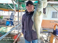 아쿠아좌대 바다낚시조황 > 당진 4월1일 조황 : 낚시사랑