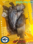 천혜바다낚시터 바다낚시조황 > 4월 3일 조황정보 : 낚시사랑
