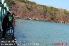 대부도바다낚시터 바다낚시조황 > 2025년 4월 11일 금요일 우럭 농어 참돔 조황 : 낚시사랑