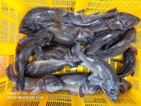 아쿠아좌대 바다낚시조황 > 당진 5월5일 조황 : 낚시사랑