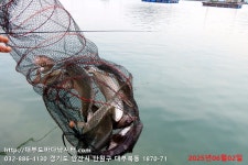 대부도바다낚시터 바다낚시조황 > 2025년 6월 2일 월요일 능성어 돌돔 참돔 점성어등 조황 및 자바리 국산 4~5키로급 대량입하 : 낚시사..