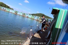 대부도바다낚시터 바다낚시조황 > 2025년 6월 29일 일요일 자바리 능성어 돌돔 홍돔 참돔 병어돔 점성어등 조황 : 낚시사랑
