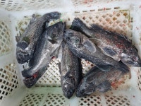 아쿠아좌대 바다낚시조황 > 당진 7월10일 조황 : 낚시사랑