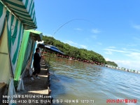 대부도바다낚시터 바다낚시조황 > 2025년 7월 23일 수요일 자바리 농어 돌돔 홍돔 참돔 병어돔등 조황 : 낚시사랑