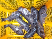 아쿠아좌대 바다낚시조황 > 당진 8월3일 조황 : 낚시사랑