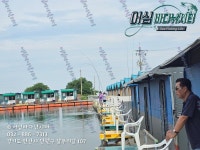 어심바다낚시터 바다낚시조황 > 8월 3일 조황 : 낚시사랑