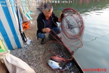 대부도바다낚시터 바다낚시조황 > 2025년 8월 23일 토요일 자바리 능성어 돌돔 홍돔 병어돔 점성어등 조황 : 낚시사랑
